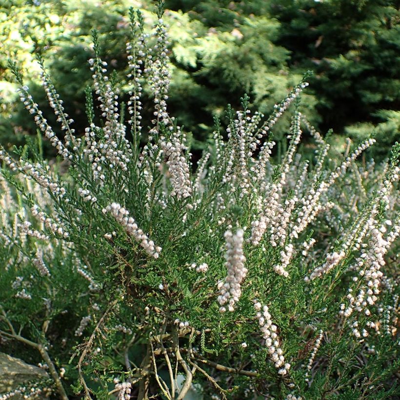 Bruyère d'été - Calluna vulgaris Alba (Plant habit)