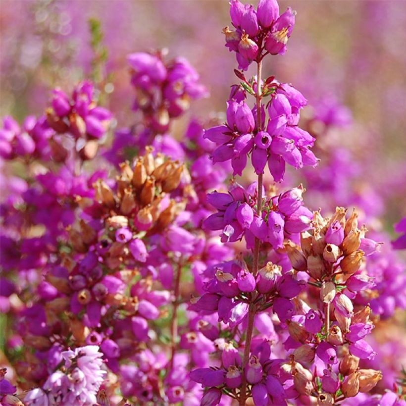 Bruyère d'été - Calluna vulgaris Allegro  (Flowering)