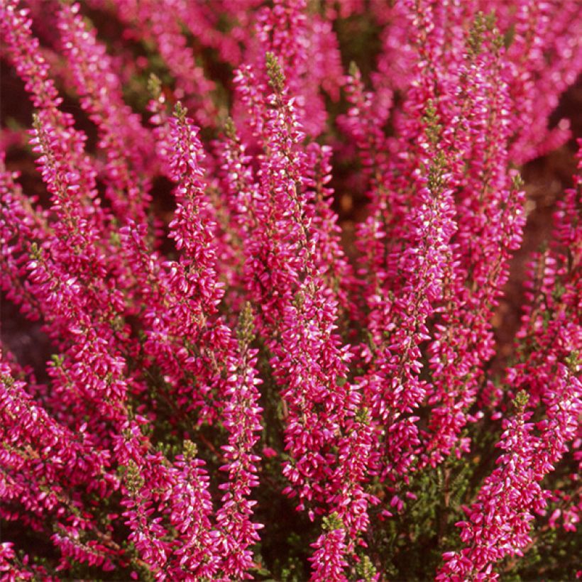 Bruyère d'été - Calluna vulgaris Bonita  (Flowering)