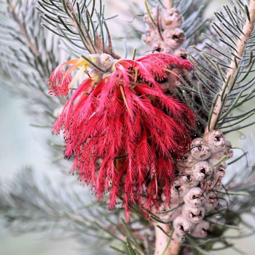 Calothamnus quadrifidus Grey Form (= Grey Leaf)  (Flowering)