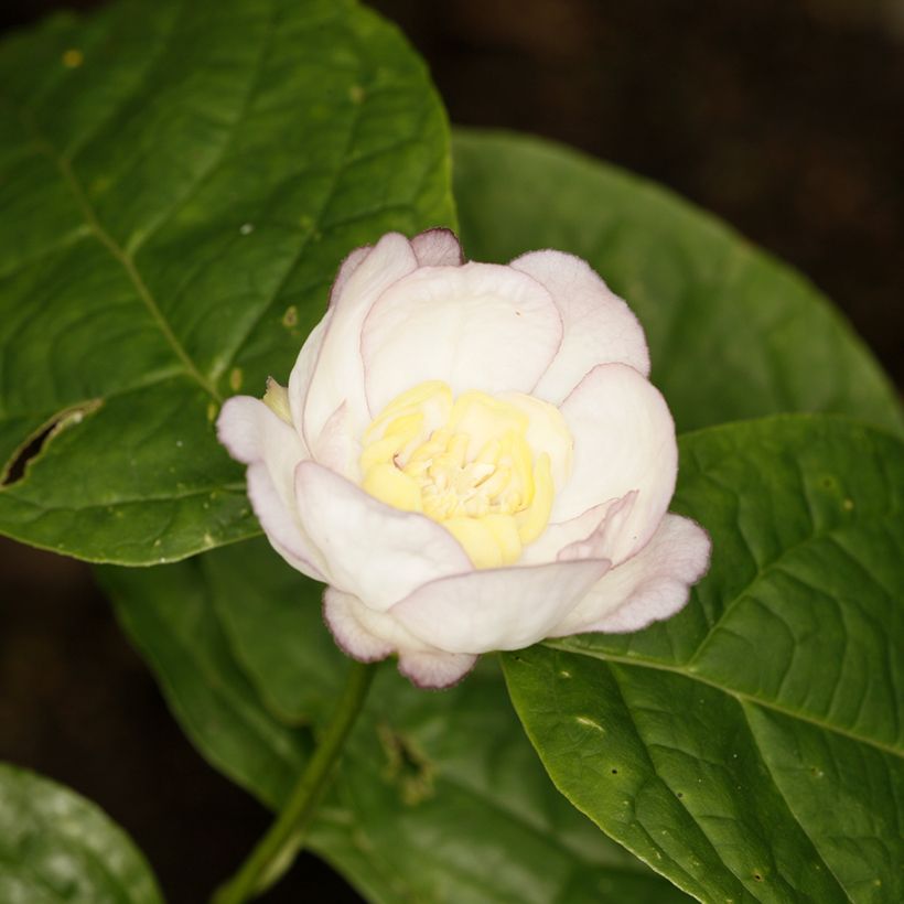 Calycanthus chinensis - Arbre aux anémones (Flowering)