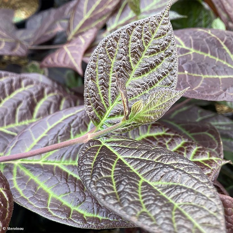 Calycanthus floridus Burgundy Spice - Arbre aux anémones (Foliage)
