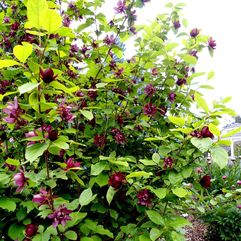 Calycanthus raulstonii Aphrodite - Arbre aux anémones. (Plant habit)