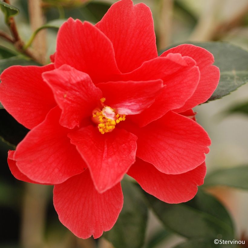 Camélia Freedom Bell - Camellia x williamsii (Flowering)