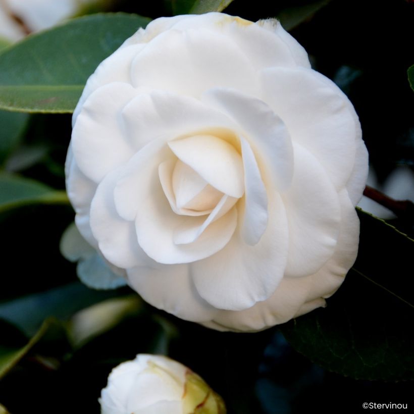 Camélia Janet Waterhouse - Camellia japonica (Flowering)
