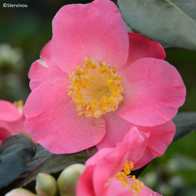 Camélia Ville du Havre - Camellia japonica (Flowering)