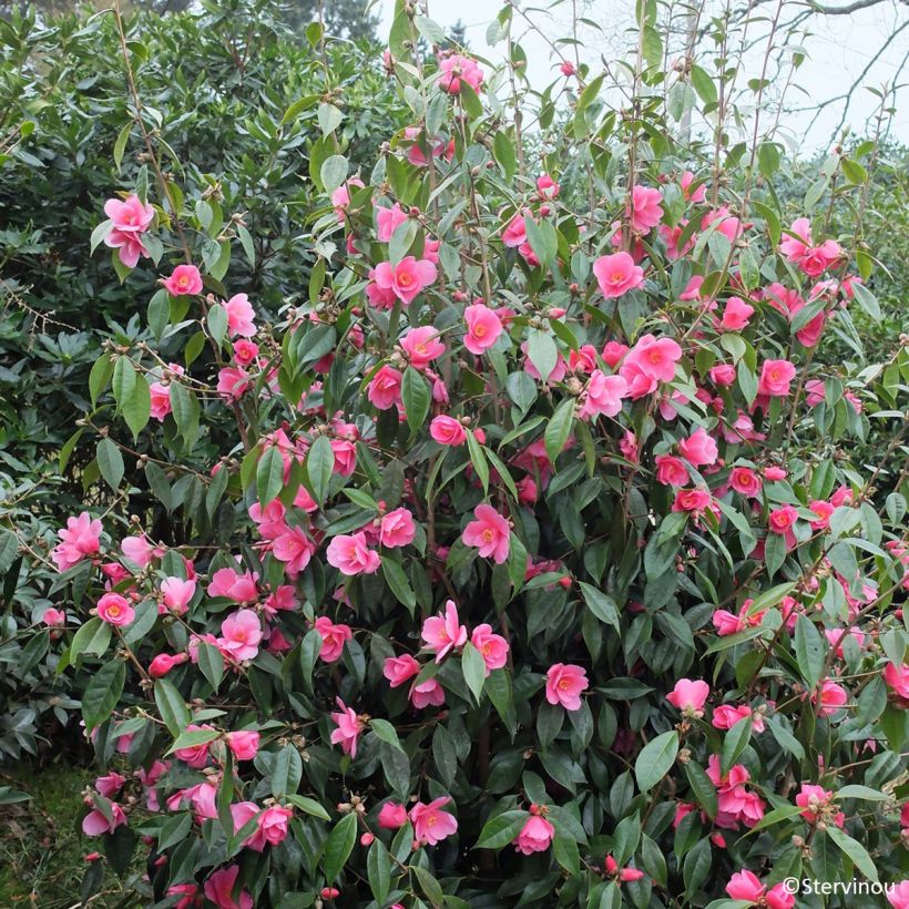 Camélia champêtre - Camellia Crimson Candles (Plant habit)
