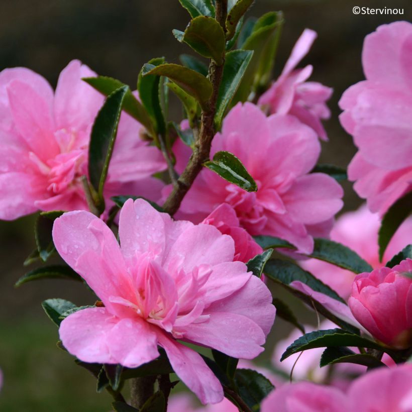 Camélia d'automne Elfin rose - Camellia x hiemalis (Flowering)