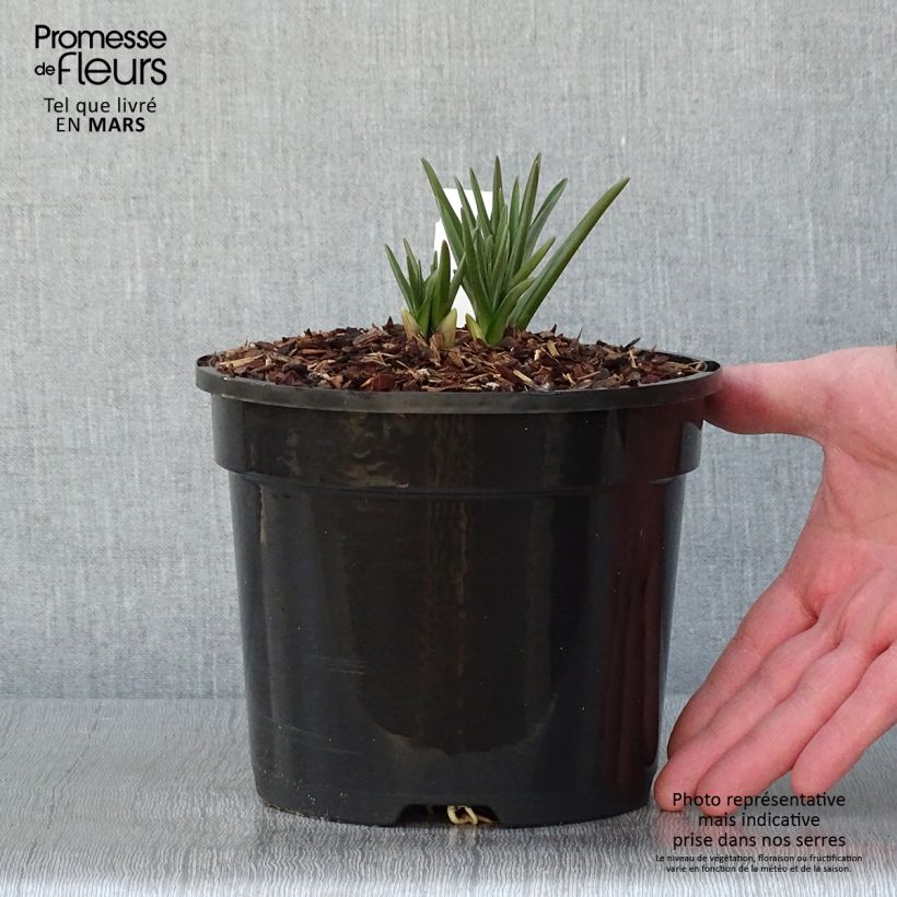 Example of Camassia cusickii Pot de 2L/3L as you get in hiver