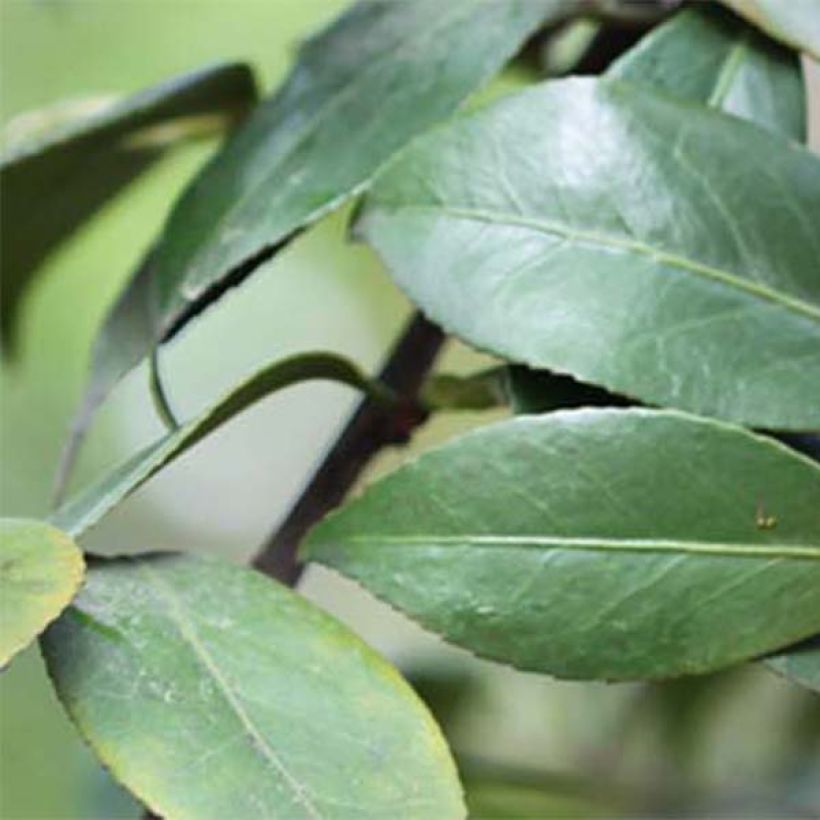 Camélia Adolphe Audusson - Camellia japonica (Foliage)