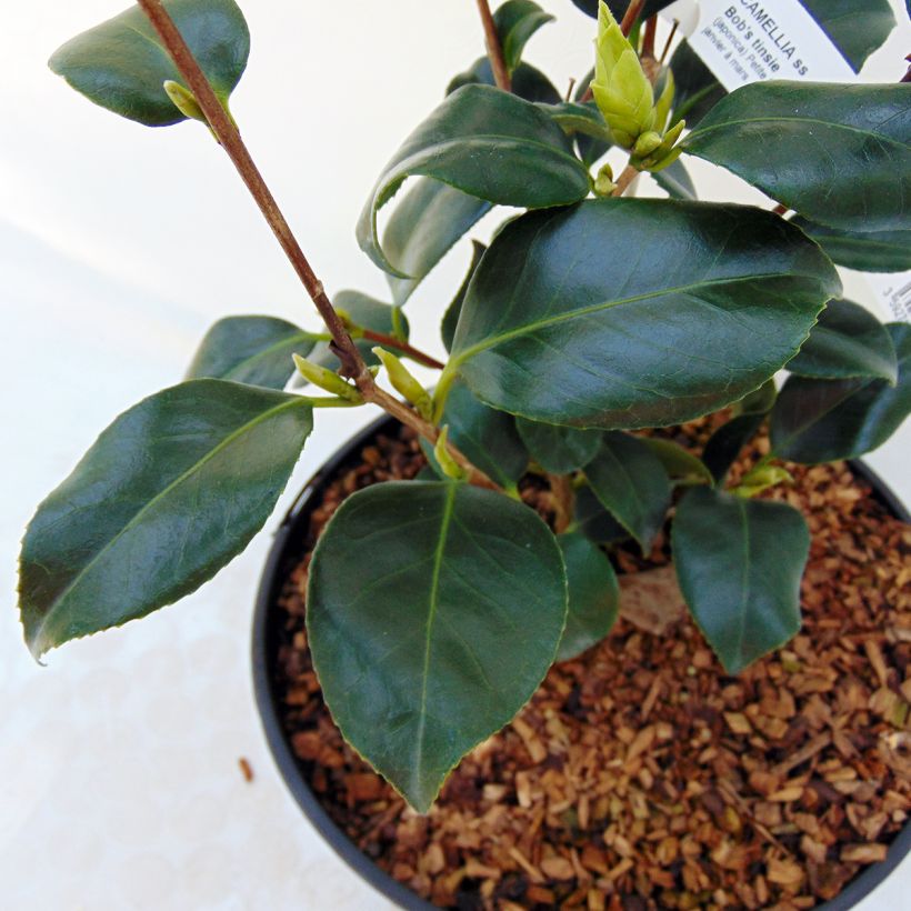 Camelia Bob's Tinsie - Camellia japonica (Foliage)