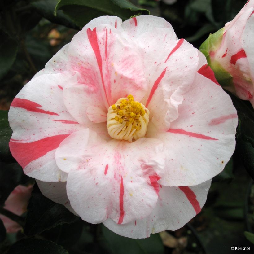 Camélia Dainty California - Camellia japonica (Flowering)