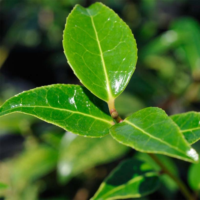 Camélia Donation - Camellia (x) williamsii (Foliage)