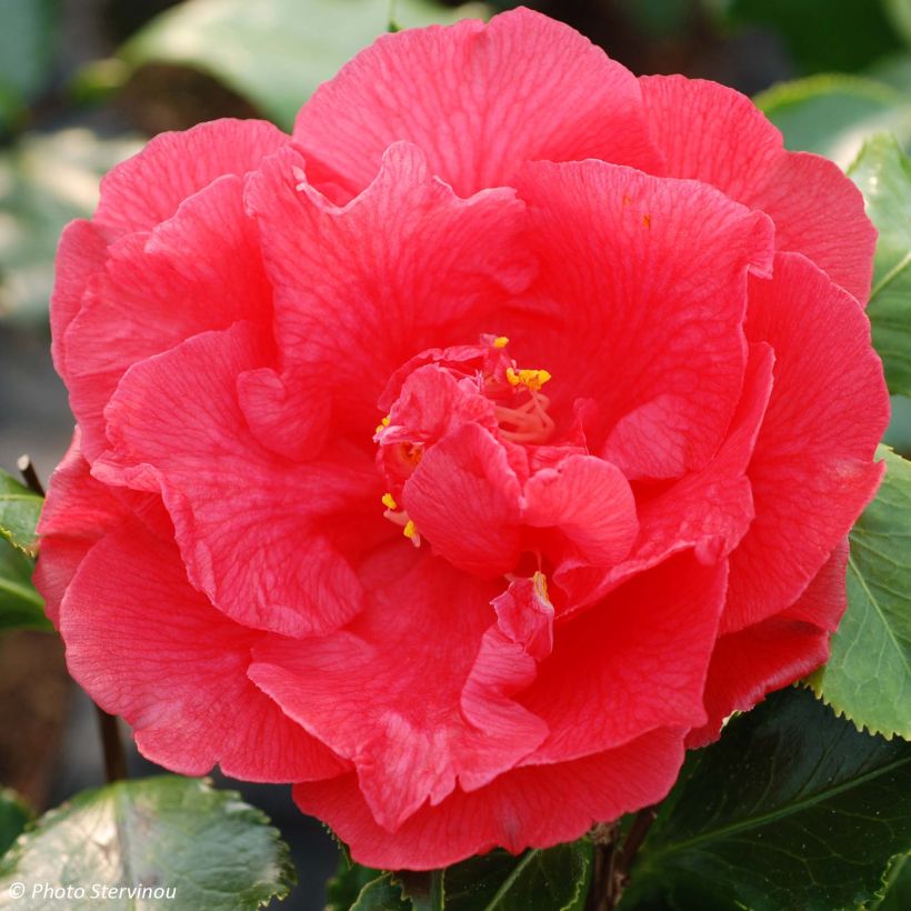 Camelia Holly Bright - Camellia japonica (Flowering)