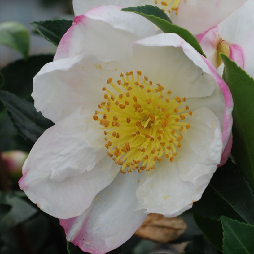 Camelia d'automne - Camelia sasanqua Narumi Gaita (Flowering)