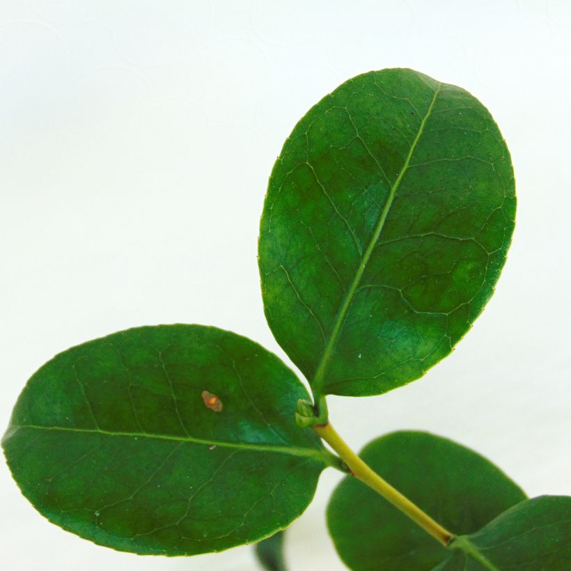 Camélia Nobilissima - Camellia japonica  (Foliage)