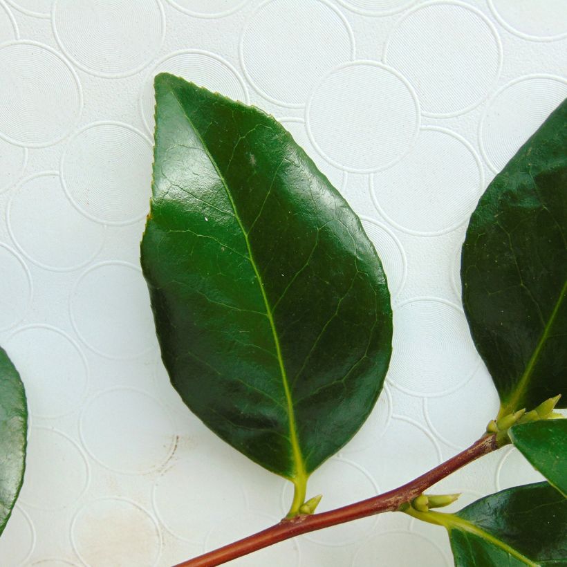 Camélia Paddy's Perfumed - Camellia japonica (Foliage)