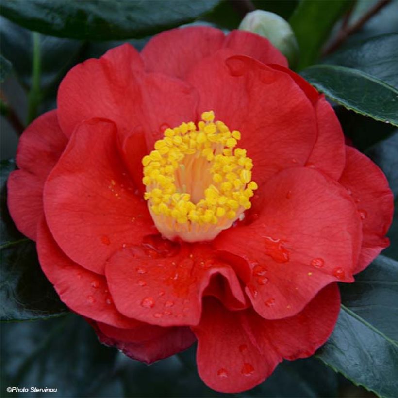 Camélia San dimas - Camellia japonica (Flowering)