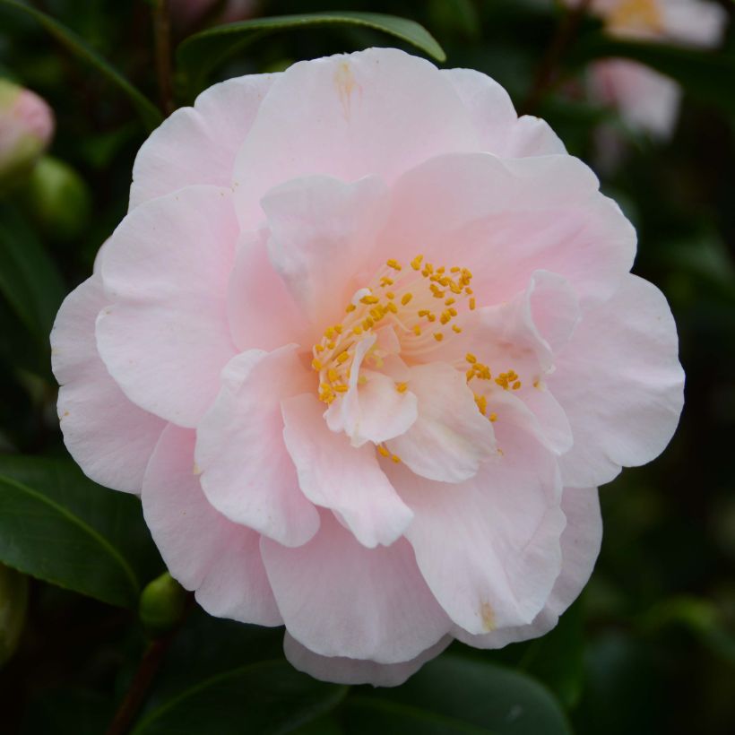 Camélia Virginia Robinson - Camellia japonica (Flowering)