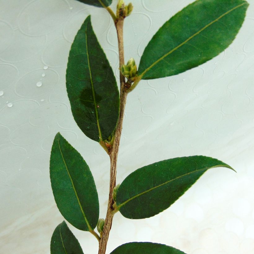 Camélia champêtre - Camellia Fairy Wand (Foliage)