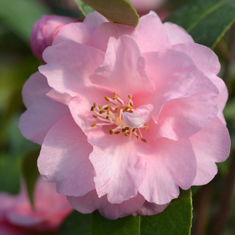 Camélia champêtre - Camellia Spring Festival (Flowering)