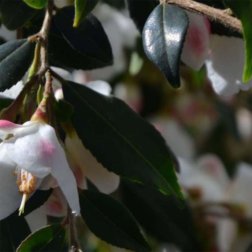 Camélia champêtre Cupido  (Foliage)