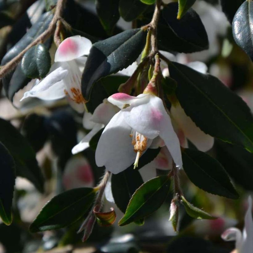 Camélia champêtre Cupido  (Flowering)