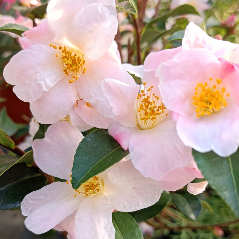 Camélia champêtre Fairy blush  (Flowering)