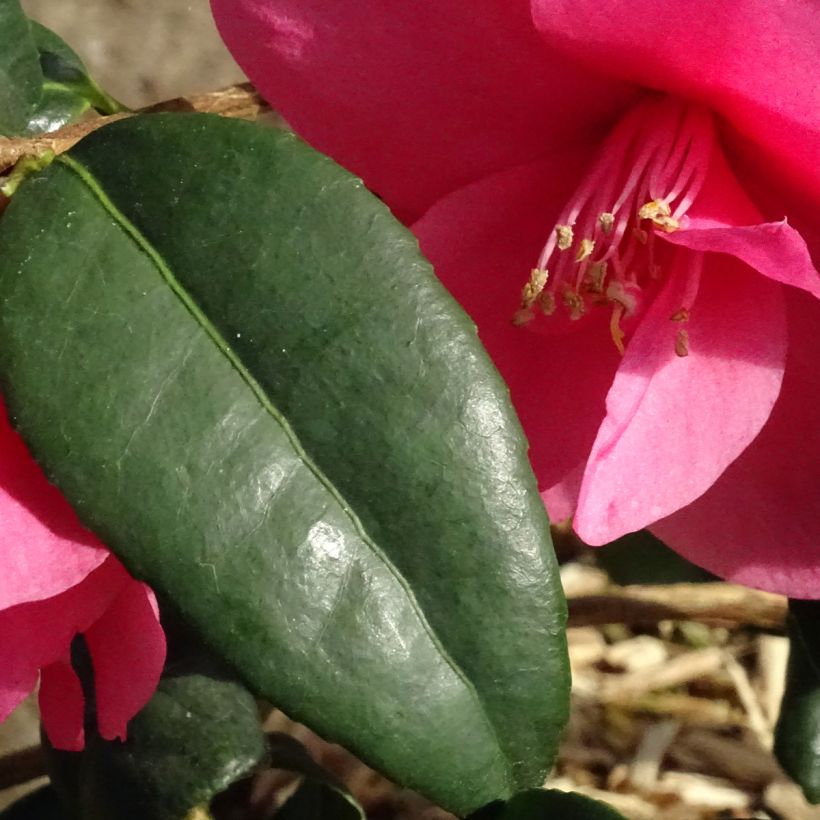 Camélia champêtre Gay Baby (Foliage)