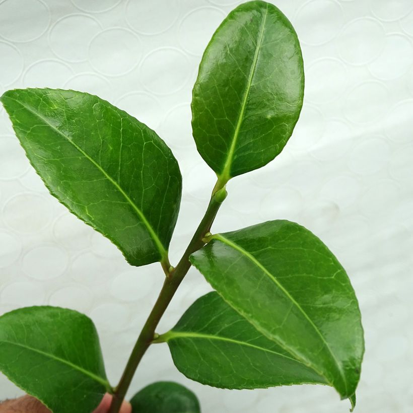 Camélia classique - Camélia Marshmallow (Foliage)