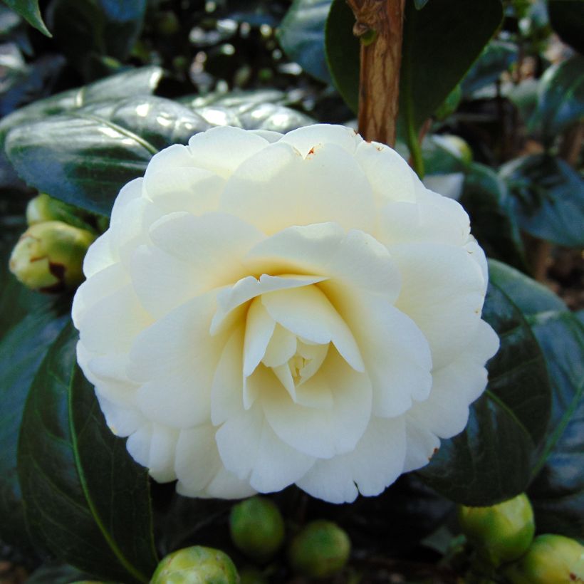 Camélia classique - Camellia Dahlonega (Flowering)