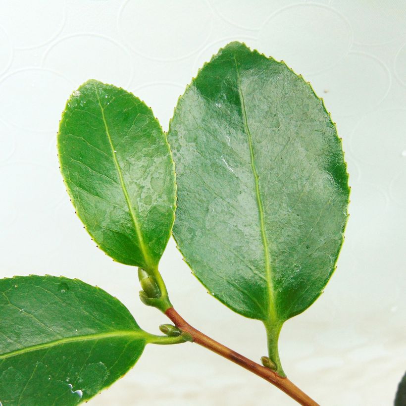 Camélia classique - Camellia Look Away (Foliage)