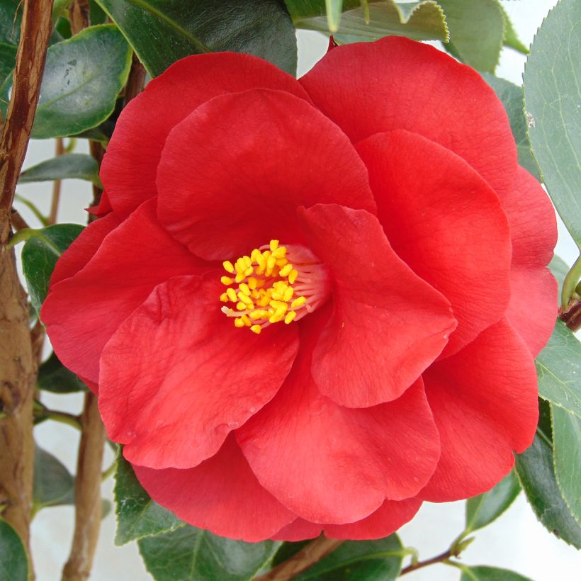 Camélia classique - Camellia Royal Velvet (Flowering)