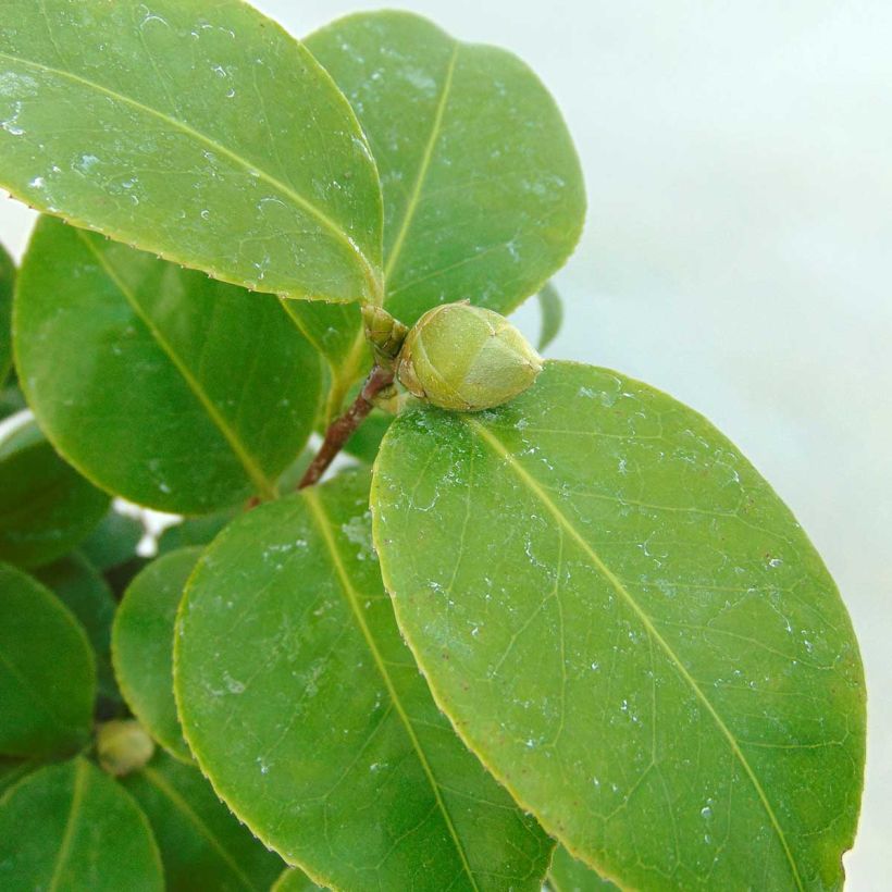 Camélia classique - Camellia Tom Pouce (Foliage)