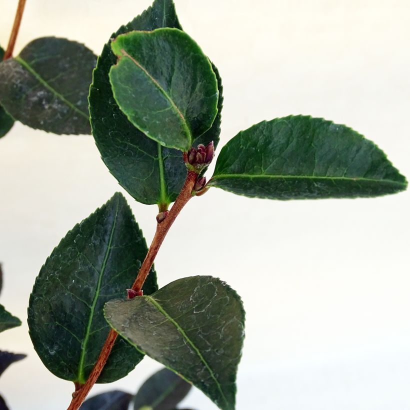 Camelia d'automne - Camelia sasanqua Narumi Gaita (Foliage)