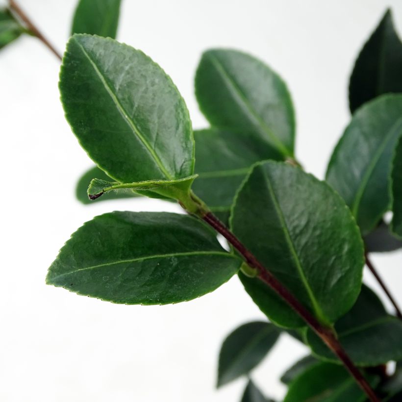 Camélia d'automne - Camellia sasanqua Fuji no Yuki (Foliage)