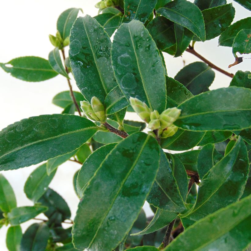 Camelia d'automne - Camellia sasanqua Frosted Star (Foliage)