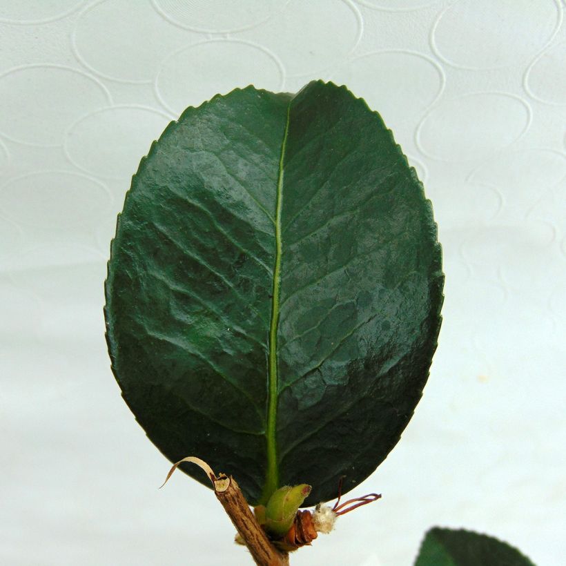 Camélia d'automne - Camellia sasanqua Gay Border  (Foliage)