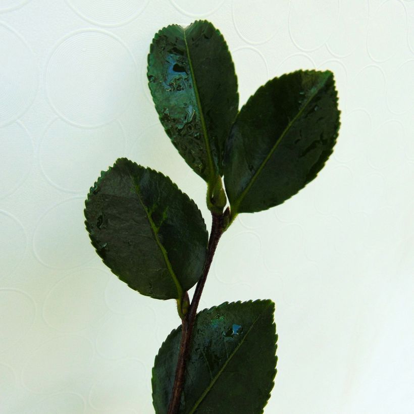 Camélia d'automne - Camellia sasanqua Setsugekka (Foliage)