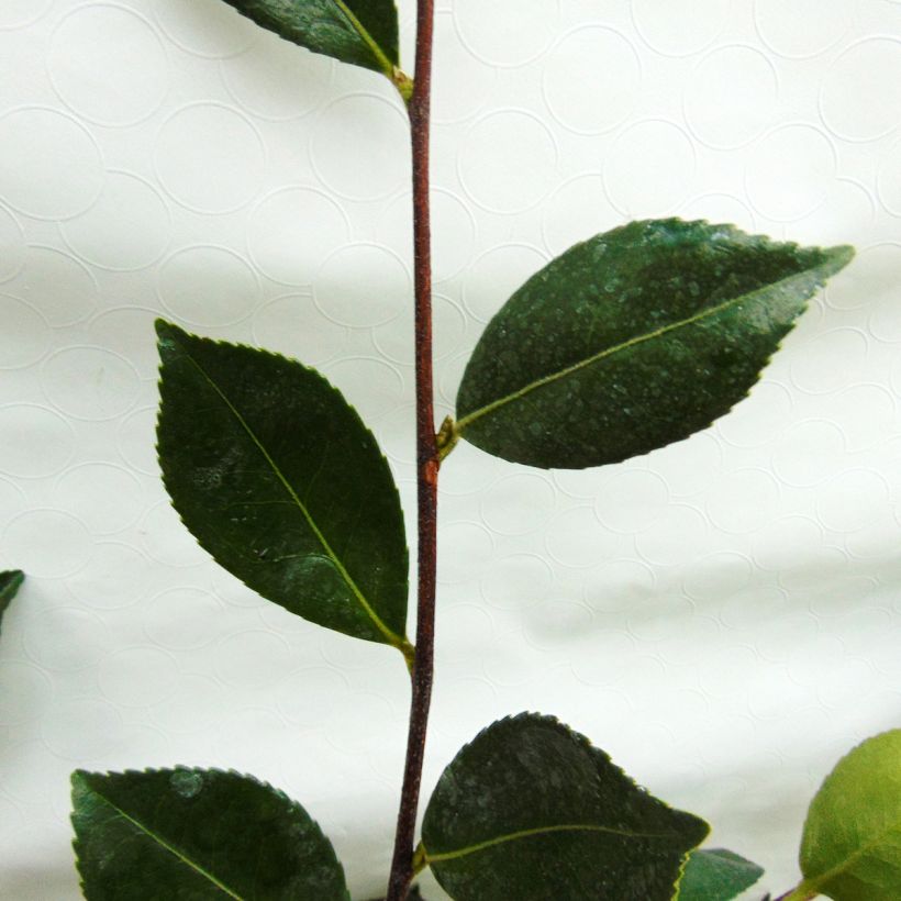 Camélia d automne - Camellia sasanqua Showa no Sakae (Foliage)