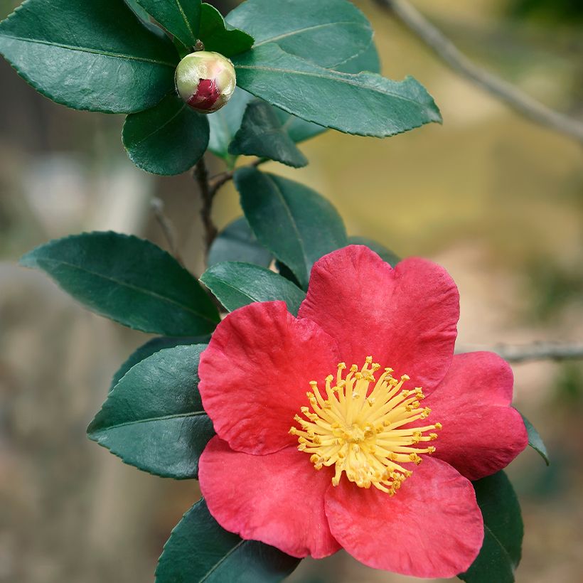 Camélia d'automne - Camellia sasanqua Yuletide (Foliage)