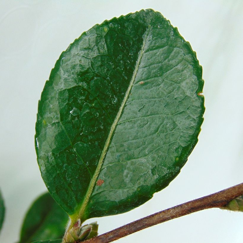 Camelia d'automne - Camellia x hiemalis Bonanza  (Foliage)