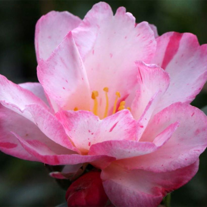 Camélia d'automne Stars'n Stripes - Camellia sasanqua (Flowering)