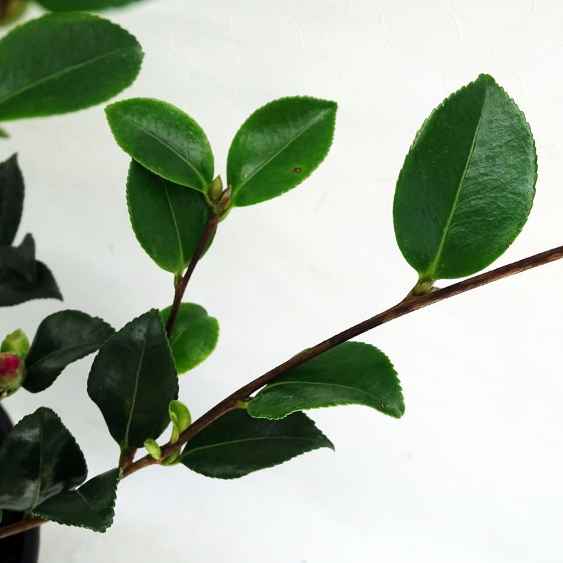 Camélia d'automne Versicolor - Camellia sasanqua  (Foliage)