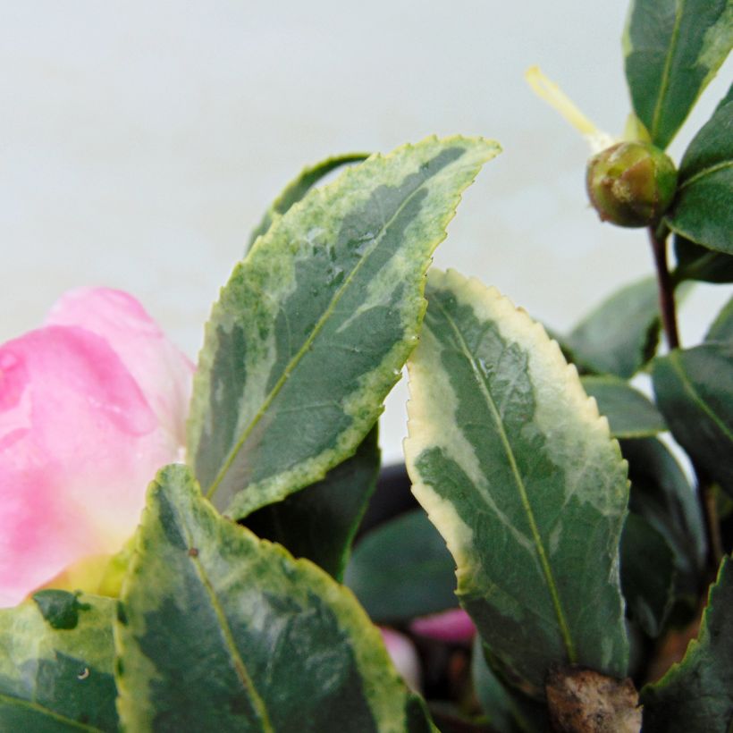 Camélia d'automne panaché - Camelia sasanqua Variegata  (Foliage)