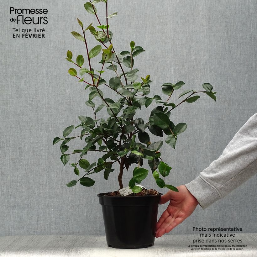 Example of Camélia d'automne - Camellia sasanqua Plantation Pink Pot de 4L/5L as you get in automne
