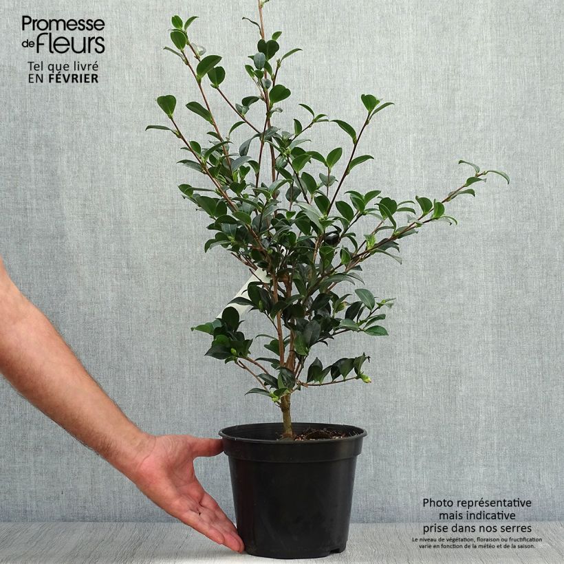 Example of Camélia d'automne Versicolor - Camellia sasanqua  Pot de 3L/4L as you get in automne