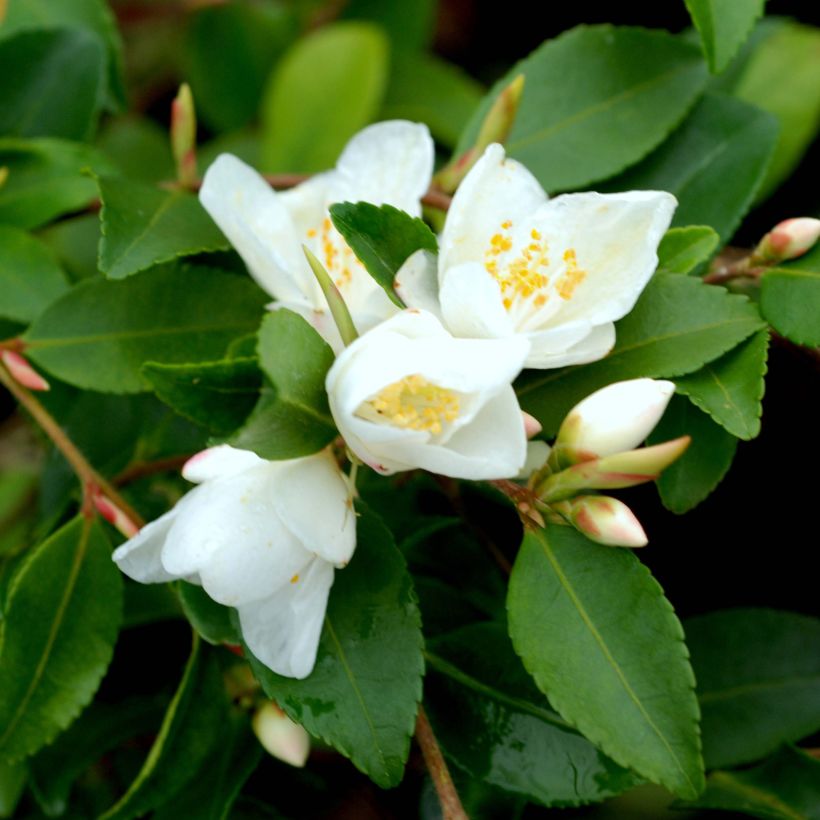 Camelia lutchuensis - Camellia botanique (Flowering)