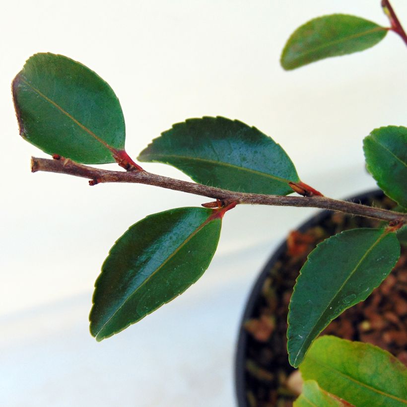 Camelia lutchuensis - Camellia botanique (Foliage)