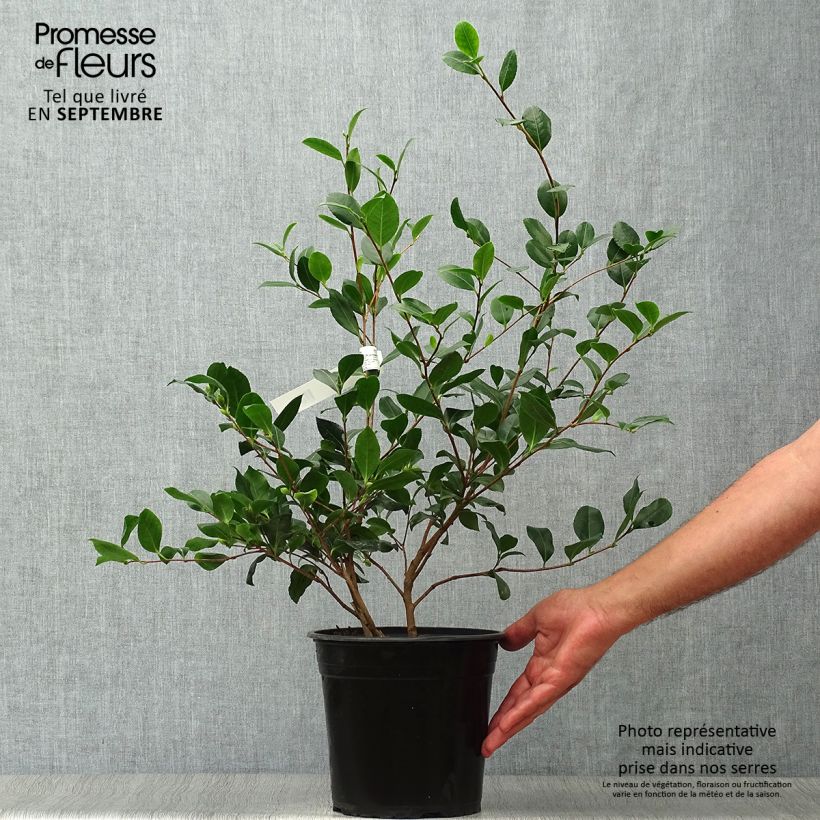 Example of Camélia d'automne - Camellia sasanqua Cleopatra Pot de 3L/4L as you get in automne